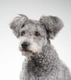 Hungarian Pumi Dogs Breed - Information, Temperament, Size & Price | Pets4Homes