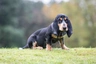 Basset Bleu De Gascogne Dogs Breed - Information, Temperament, Size & Price | Pets4Homes