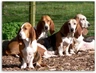 Basset Artésien-Normand Dogs Raza - Características, Fotos & Precio | MundoAnimalia