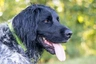 Large Munsterlander Dogs Breed - Information, Temperament, Size & Price | Pets4Homes