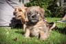 Norfolk Terrier Dogs Breed - Information, Temperament, Size & Price | Pets4Homes