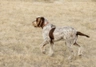 Italian Spinone Dogs Breed - Information, Temperament, Size & Price | Pets4Homes