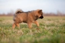Eurasier Dogs Raza - Características, Fotos & Precio | MundoAnimalia
