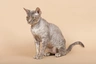 Devon Rex Cats Raza - Características, Fotos & Precio | MundoAnimalia