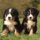 Bernese Mountain Dog Dogs Breed - Information, Temperament, Size & Price | Pets4Homes