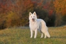 White Swiss Shepherd Dogs Breed - Information, Temperament, Size & Price | Pets4Homes