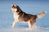 Siberian Husky Dogs Breed - Information, Temperament, Size & Price | Pets4Homes