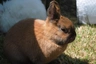 Thuringer Rabbits Breed - Information, Temperament, Size & Price | Pets4Homes