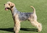 Lakeland Terrier Dogs Breed - Information, Temperament, Size & Price | Pets4Homes