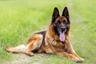 German Shepherd Dogs Breed - Information, Temperament, Size & Price | Pets4Homes