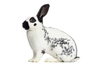 English Rabbits Breed - Information, Temperament, Size & Price | Pets4Homes