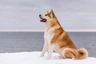Akita Dogs Breed - Information, Temperament, Size & Price | Pets4Homes