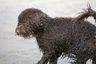Irish Water Spaniel Dogs Breed - Information, Temperament, Size & Price | Pets4Homes
