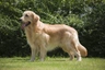Golden Retriever Dogs Breed - Information, Temperament, Size & Price | Pets4Homes