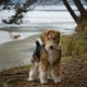 Fox Terrier de Pelo Duro Dogs Raza - Características, Fotos & Precio | MundoAnimalia