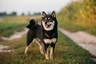 Japanese Shiba Inu Dogs Breed - Information, Temperament, Size & Price | Pets4Homes