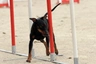 Manchester Terrier Dogs Raza - Características, Fotos & Precio | MundoAnimalia