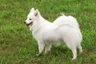Japanese Spitz Dogs Breed - Information, Temperament, Size & Price | Pets4Homes