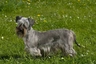 Cesky Terrier Dogs Breed - Information, Temperament, Size & Price | Pets4Homes