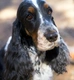 Cocker Spaniel Dogs Breed - Information, Temperament, Size & Price | Pets4Homes