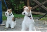 Fox Terrier de Pelo Duro Dogs Raza - Características, Fotos & Precio | MundoAnimalia