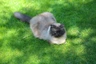 RagaMuffin Cats Breed - Information, Temperament, Size & Price | Pets4Homes