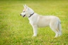 Siberian Husky Dogs Breed - Information, Temperament, Size & Price | Pets4Homes