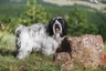 Tibetan Terrier Dogs Breed - Information, Temperament, Size & Price | Pets4Homes