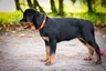 Rottweiler Dogs Raza - Características, Fotos & Precio | MundoAnimalia