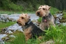 Welsh Terrier Dogs Breed - Information, Temperament, Size & Price | Pets4Homes