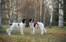 Landseer Dogs Raza - Características, Fotos & Precio | MundoAnimalia