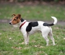 Jack Russell Dogs Breed - Information, Temperament, Size & Price | Pets4Homes