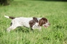 Italian Spinone Dogs Breed - Information, Temperament, Size & Price | Pets4Homes
