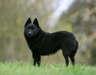 Schipperke Dogs Raza - Características, Fotos & Precio | MundoAnimalia