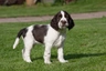 English Springer Spaniel Dogs Breed - Information, Temperament, Size & Price | Pets4Homes