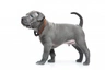 Thai Ridgeback Dogs Breed - Information, Temperament, Size & Price | Pets4Homes
