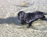 Flat coated Retriever Dogs Breed - Information, Temperament, Size & Price | Pets4Homes