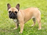 French Bulldog Dogs Breed - Information, Temperament, Size & Price | Pets4Homes