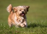 Shorkie Dogs Breed - Information, Temperament, Size & Price | Pets4Homes