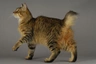 Pixie Bob Cats Breed - Information, Temperament, Size & Price | Pets4Homes