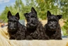 Scottish Terrier Dogs Raza - Características, Fotos & Precio | MundoAnimalia