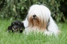 Tibetan Terrier Dogs Breed - Information, Temperament, Size & Price | Pets4Homes