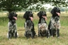 Large Munsterlander Dogs Breed - Information, Temperament, Size & Price | Pets4Homes