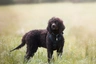 Irish Water Spaniel Dogs Breed - Information, Temperament, Size & Price | Pets4Homes