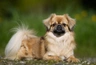 Tibetan Spaniel Dogs Breed - Information, Temperament, Size & Price | Pets4Homes