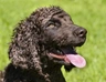 Irish Water Spaniel Dogs Breed - Information, Temperament, Size & Price | Pets4Homes
