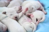 Dalmatian Dogs Breed - Information, Temperament, Size & Price | Pets4Homes