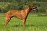 Rhodesian Ridgeback Dogs Breed - Information, Temperament, Size & Price | Pets4Homes
