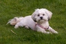 Malshi Dogs Breed - Information, Temperament, Size & Price | Pets4Homes