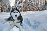 Siberian Husky Dogs Breed - Information, Temperament, Size & Price | Pets4Homes